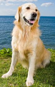 From professional dog training classes to specialty courses to become a dog trainer yourself, dog trainer college has it all. Georgia Dog Trainers Animal Behavior College
