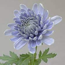 Yellow, lavender, pink, purple, red, bronze, orange. Usda Rejects Biotech Blue Chrysanthemum Request Ap Wire Capitalpress Com