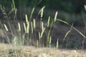 Image result for Koeleria