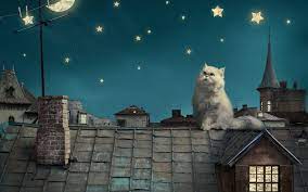 Desktophintergrund vkatze mond schwarze katze desktop hintergrund katze kostenlos 2736×1824 wallpaper teahub io. Weisse Katze Dach Mond Sterne Kreatives Bild 3840x2160 Uhd 4k Hintergrundbilder Hd Bild