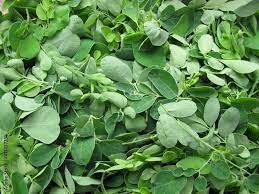 Leaf, moringa leaves, moringa oleifera, horseradish tree. 9 Best Daun Kelor Images Stock Photos Vectors Adobe Stock