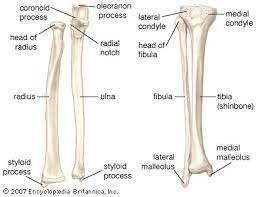 Left The Radius And The Ulna Bones Of The Forearm Right The Fibula And The Tibia Bones Of The Lo Human Skeleton Anatomy Human Body Anatomy Anatomy Bones