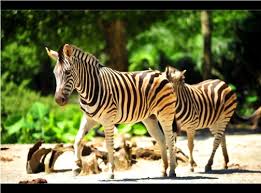 Zoo taiping & night safari. Taiping Zoo And Night Safari Gowhere Malaysia
