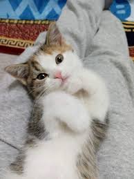 Mamma I M So Adorable Yavru Kediler Kedi Cats