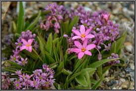Image result for Ledebouria cooperi