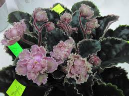 «в финале ле против «вильярреала» фаворита нет». Le Kardamon 2017 Svetlye Medno Rozovye Polumahrovye Zvezdy S Zelenymiymi Gofrirovnnymi Krayami Lepestkov Pokrytyh Afrikanskaya Fialka Senpoliya Komnatnye Cvety