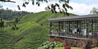 Check spelling or type a new query. Cameron Highlands Day Tour From Kl Price 2021 Promotions Online Discounts