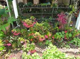 Image result for Begonia poculifera