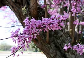 The mayhaw, which i'd given up for dead a couple of years ago, rebounded nicely and is loaded with dainty white flowers and tons of pink buds. Spring Starts Cool Dry In Georgia Caes Newswire