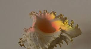 「Informations sur le message oblige」的圖片搜尋結果