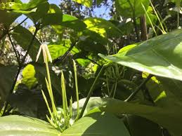 Image result for Oxyanthus speciosus