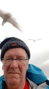attacked by arctic terns