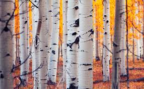 Birch Trees In Fall Birch Tree Wallpaper Etsy Forest Art Tree Photography Forest Wall Mural