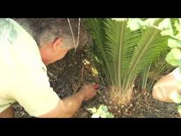 How do you prune a sago palm? Pin By Lori Melton On Gardening Cycas Plant Bonsai Adenium Replant