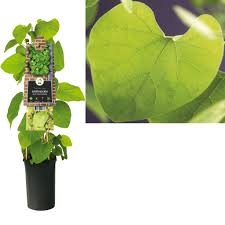Blühende kletterpflanzen pflanzen und pflegen. Diverse Verschiedene Kletterpflanzen Florastore
