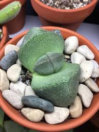 These can be really tough to grow outside here in florida. When To Water Split Rock More In Comments Succulents