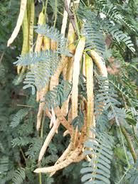 Image result for Prosopis juliflora