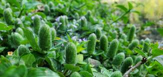 Image result for Nelsonia