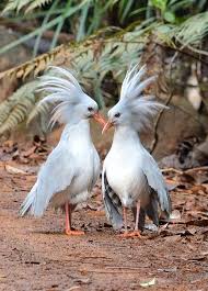 Wpa New Caledonia S P Flightless Bird Beautiful Birds Pet Birds