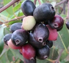 Image result for Syzygium cumini