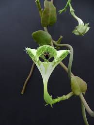 Image result for Ceropegia chlorantha