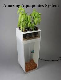 Amazing Aquaponics System Ebook By V T 1230000230477 Rakuten Kobo Philippines