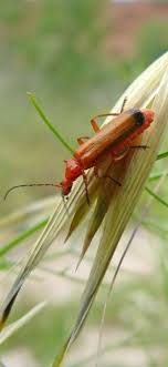 Black And Orange Bug That Looks Like A Wasp Picture Of Black Tipped Orange Beetle Insect Black Tipped Orange Beetle Beetle Insects Animals Wild