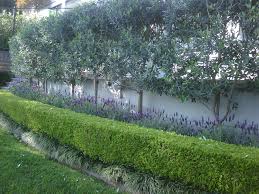 If you plant lemongrass, it'll keep the mosquitoes away. Plants For Landscape Screening Almost Perfect Landscaping