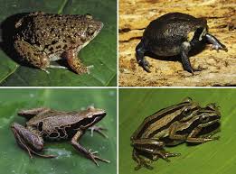 Image result for Hylebates