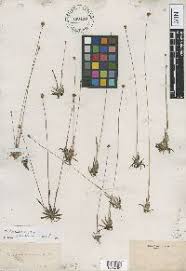 Image result for Xyris fugaciflora