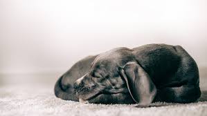 Es tut mir sehr leid, dass dein hund so krank ist. Tierbestattung Wenn Haustiere Sterben Bayern 1 Radio Br De