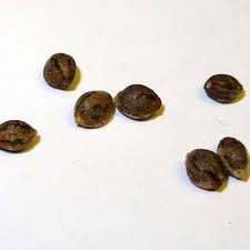 Red Headed Stranger Feminized Marijuana Seeds Pacific Seed Bank