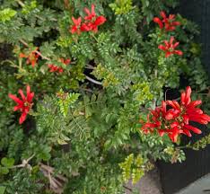 Image result for Tecoma capensis