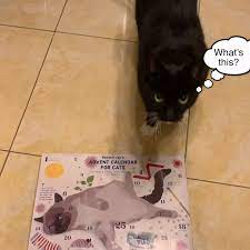 Trader Joe S Advent Calendar For Cats Video Cats Cat Holidays Advent Calendar