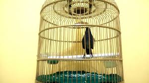 Suara burung decu gacor terbaik untuk masteran burung decu agar cepat gacor. Suara Decu Wulung Youtube