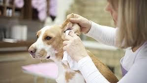 Hydrogen peroxide with 3% solution is safe for your dog, 1 part water to same part hydrogen peroxide. Using Hydrogen Peroxide To Clean Ears Is It Good For Your Dog Dogtime