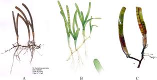 Image result for Cymodocea serrulata