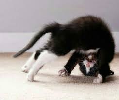 Bertahun tahun perjuangan yang sia sia. 11 Funny Monkey Pics Ideas Funny Animals Animals Beautiful Monkey