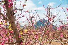 Depending on the weather conditions, tree variety and chilling hours of the tree, blossoms appear in early spring, and the fruit appears three to five months later. Discover The Incredible Floracion De Cieza Peach Blossom Season In Murcia Spain Sunshine Seeker
