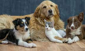 As a sponsor, you will help provide care and support for a homeless pet (like violetta). Top 5 Reaspons To Adopt From An Animal Shelter Pack Leaders Atl Dog Walking Cat Care And Pet Sitting Services