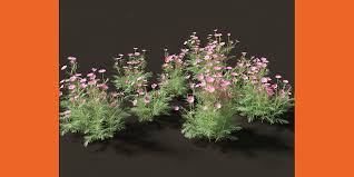 Image result for Cosmos bipinnatus