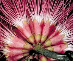 Image result for Fabaceae subfamily Mimosoideae