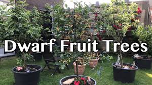 Dwarf fruit trees in colorado springs on yp.com. Dwarf Fruit Trees Growing In Containers Youtube