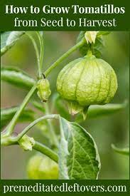 Pin On Gardening Tips From One Determined Gardener