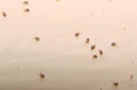 The tiny bugs on mulberries could be one of 300 different species that have been known to feast on mulberries. Springtails Archives Page 14 Of 22 What S That Bug