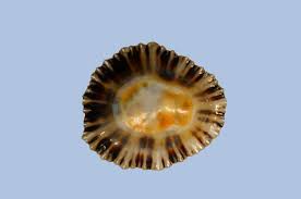Image result for Patella aspera