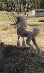 The Traits We All Love About The Eager Poodle Dog Poodleswag Poodlex Poodlebreeds Poodle Dog Poodle Puppy Cute Dogs