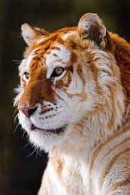 Maltese tiger (kemono friends) 36. Deshi Basara Earth Song Rare Golden Tabby Tiger
