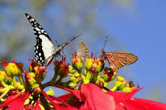 Resultado de imagen para mariposa