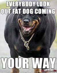 Make your own images with our meme generator or animated gif maker. Fat Dog Alert Meme On Imgur